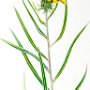 Helen Byers, Wyethia scabra, “Rough Mule’s Ears,” Watercolor; 16.5 x 10.5 inches. $1,800<br />
