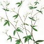 Nancy Savage, Porteranthus trifoliatus, “Bowman’s Root,” Watercolor; 25 x 19 inches. $1,500<br />
