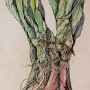 Anne Briggs, Bulb Lines 8, Mixed media; 11 x 8 inches. $450<br />