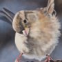 Angela Fiori, House Sparrow, Oil, acrylic on canvas; 24 x 24 inches. $800<br />