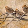 Carolyn Kinloch-Winkler, Roosting Doves, Oil on canvas covered board; 16 x 20”. $1,500<br />