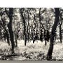 Warren Mather: Truro Pines